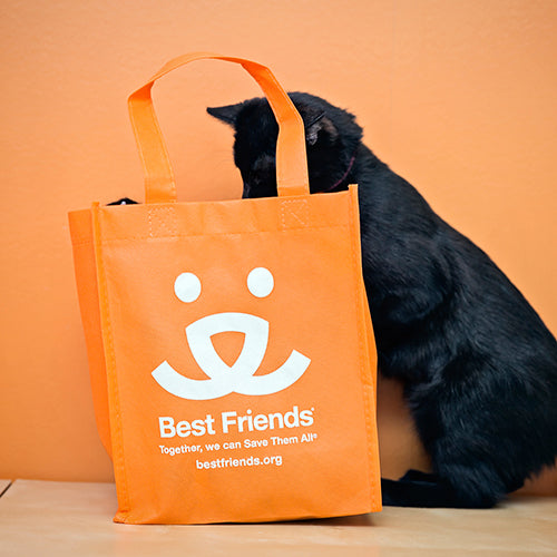 Cat looking in BFAS orange tote