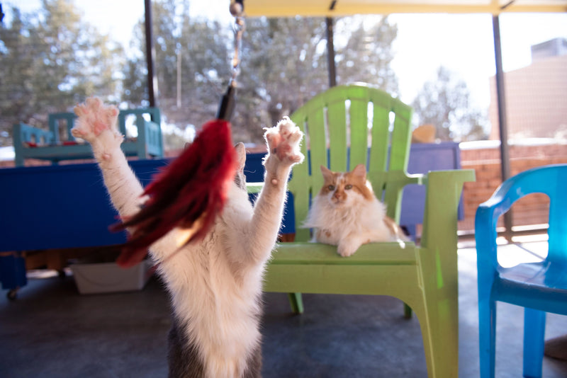 Paws Up Club