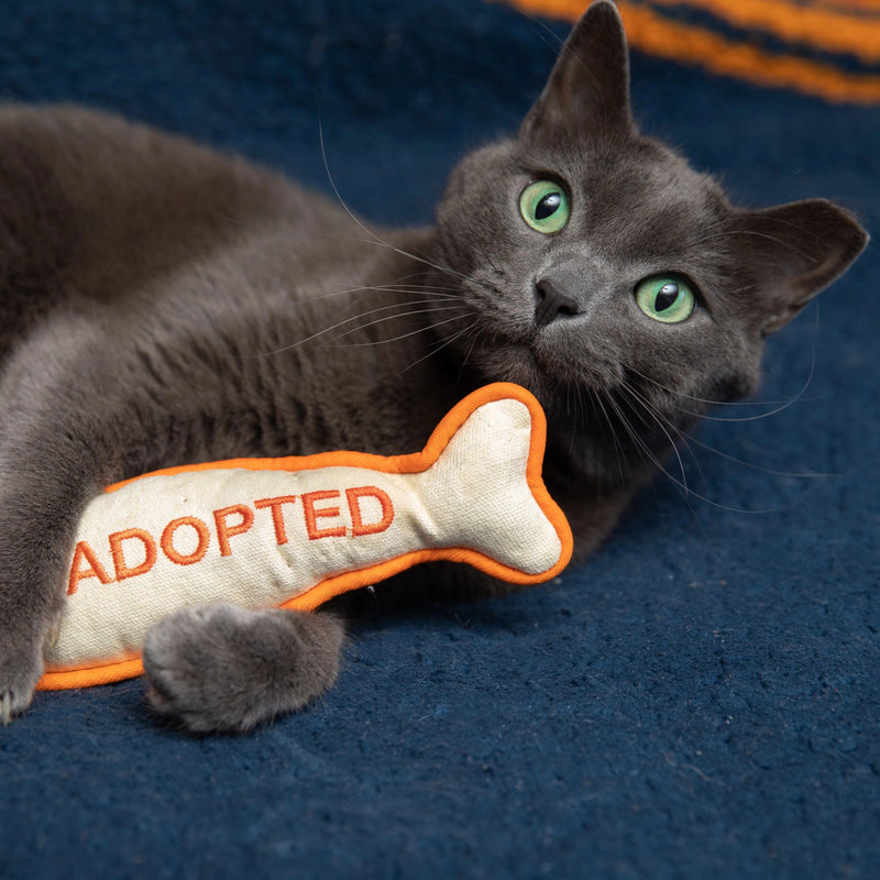 Cat with an "I'm Adopted Cat Toy"