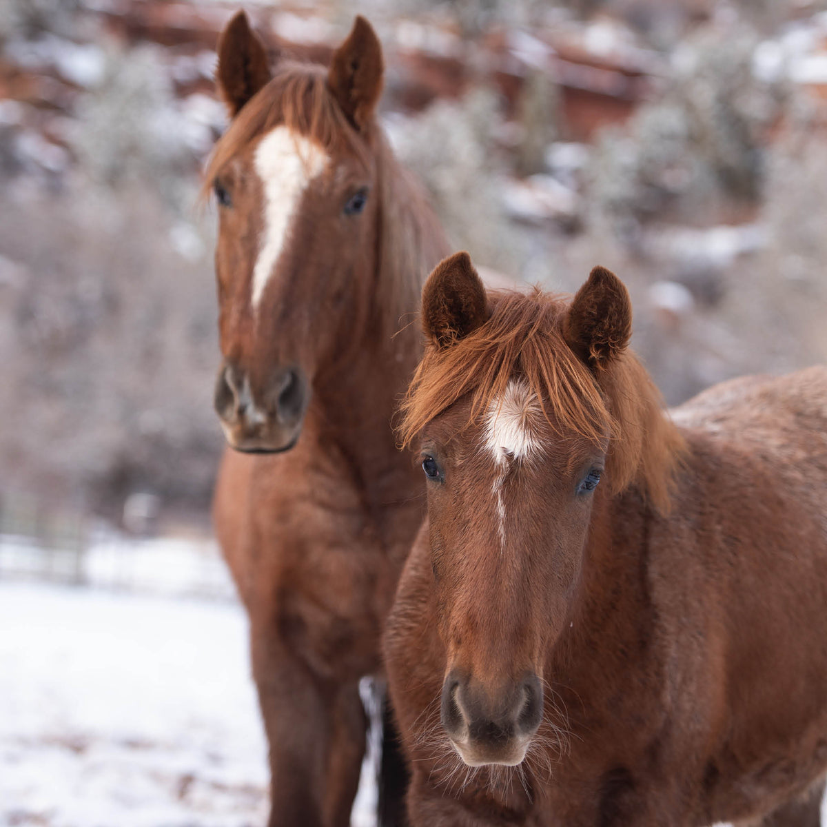 Barnyard Animal Care Package Best Friends Store