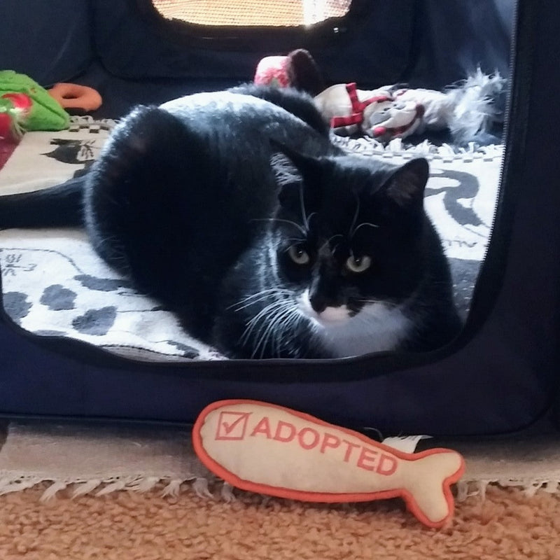 Phin is loving his new I'm Adopted Cat Toy. It's his favorite!