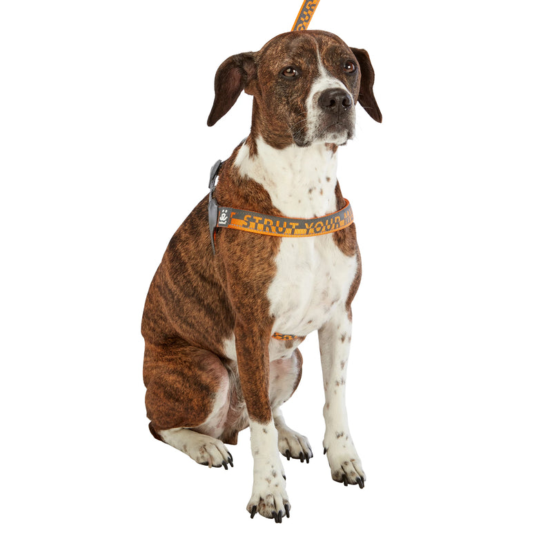 Dog model is wearing size LG