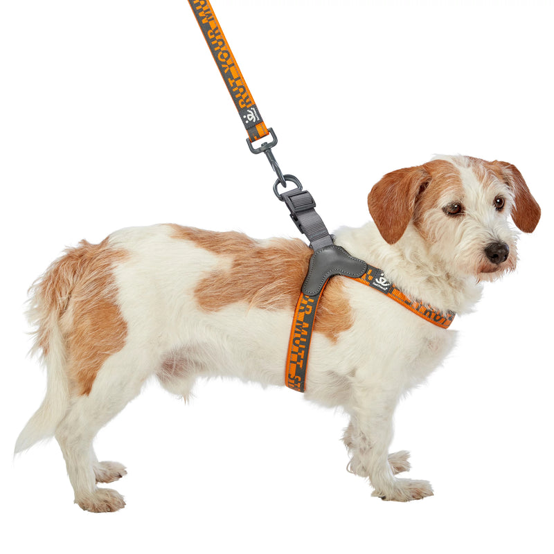 Dog model is wearing size SM