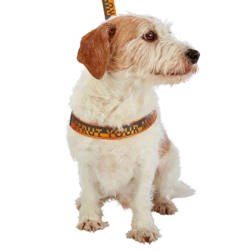 Dog model is wearing size SM