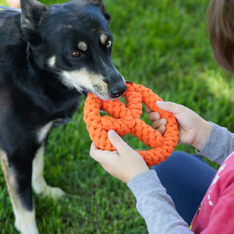 Toys & Treats