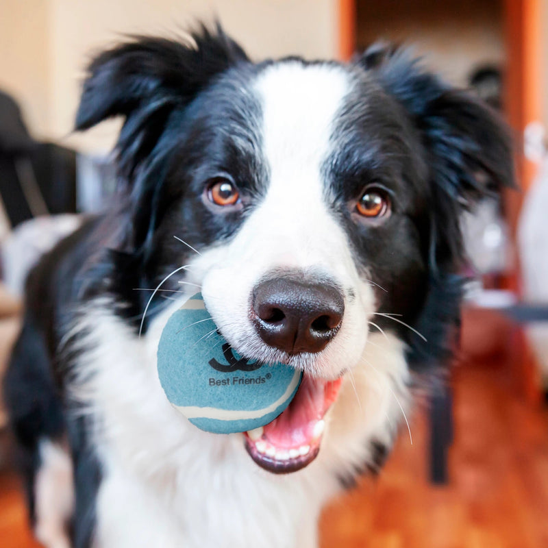 Dog with a Best Friends Animal Society tennis ball