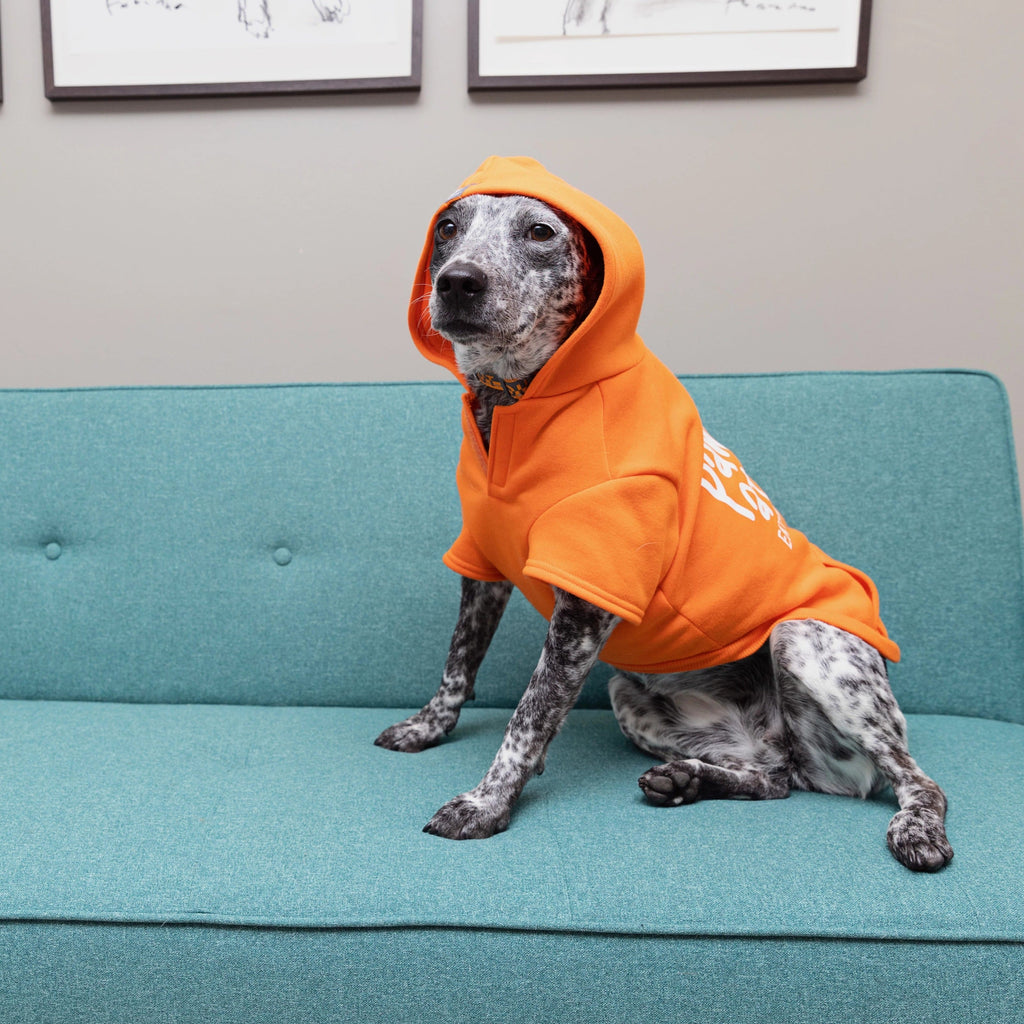 Dog in BFAS hoodie