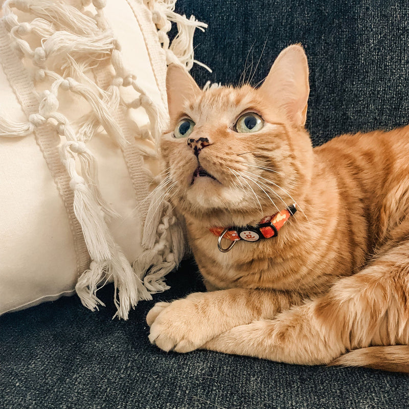 Cat with BFAS collar