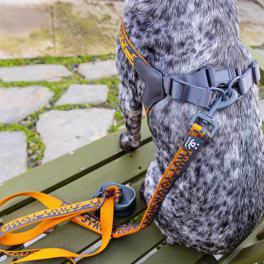 Dog on bench with BFAS leash