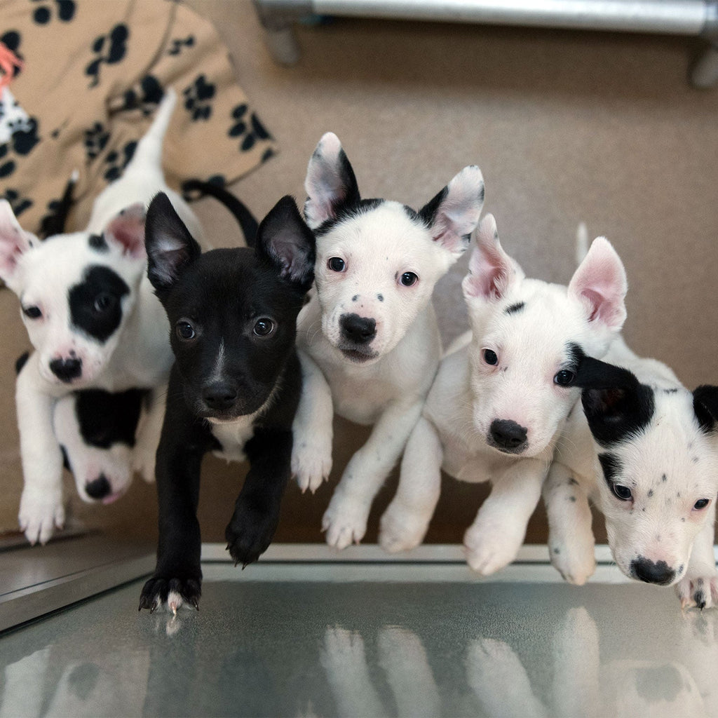 Five black and white puppies looking at the camera
