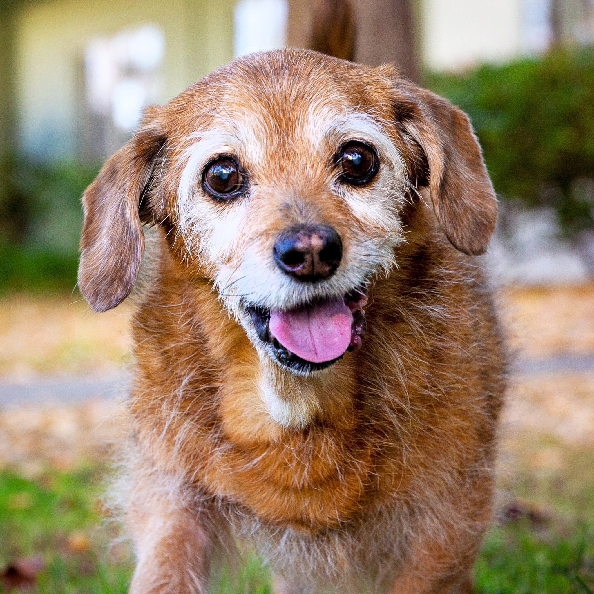 Aging Gracefully: The Secret Life of Senior Pets