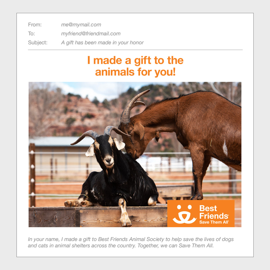 Gift Catalog: Puppy Care Package – Best Friends Animal Society's Catalog of  Kindness