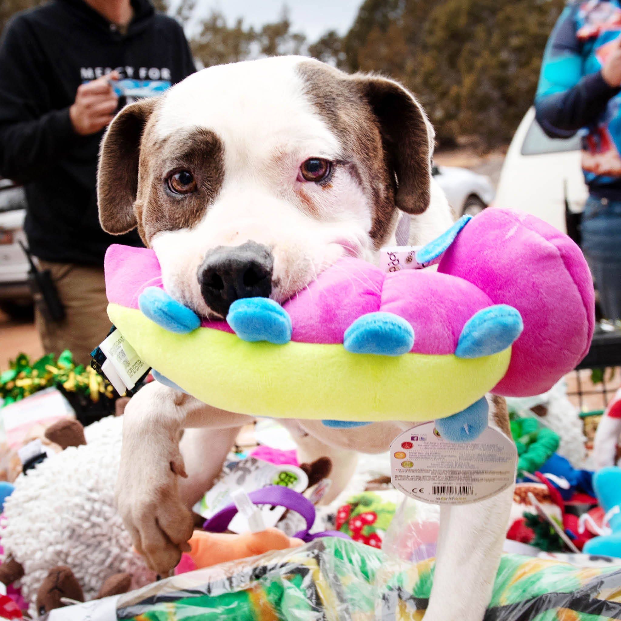 What Are The Benefits Of Dog Enrichment Toys In League City, TX? - Safari  Veterinary Care Centers