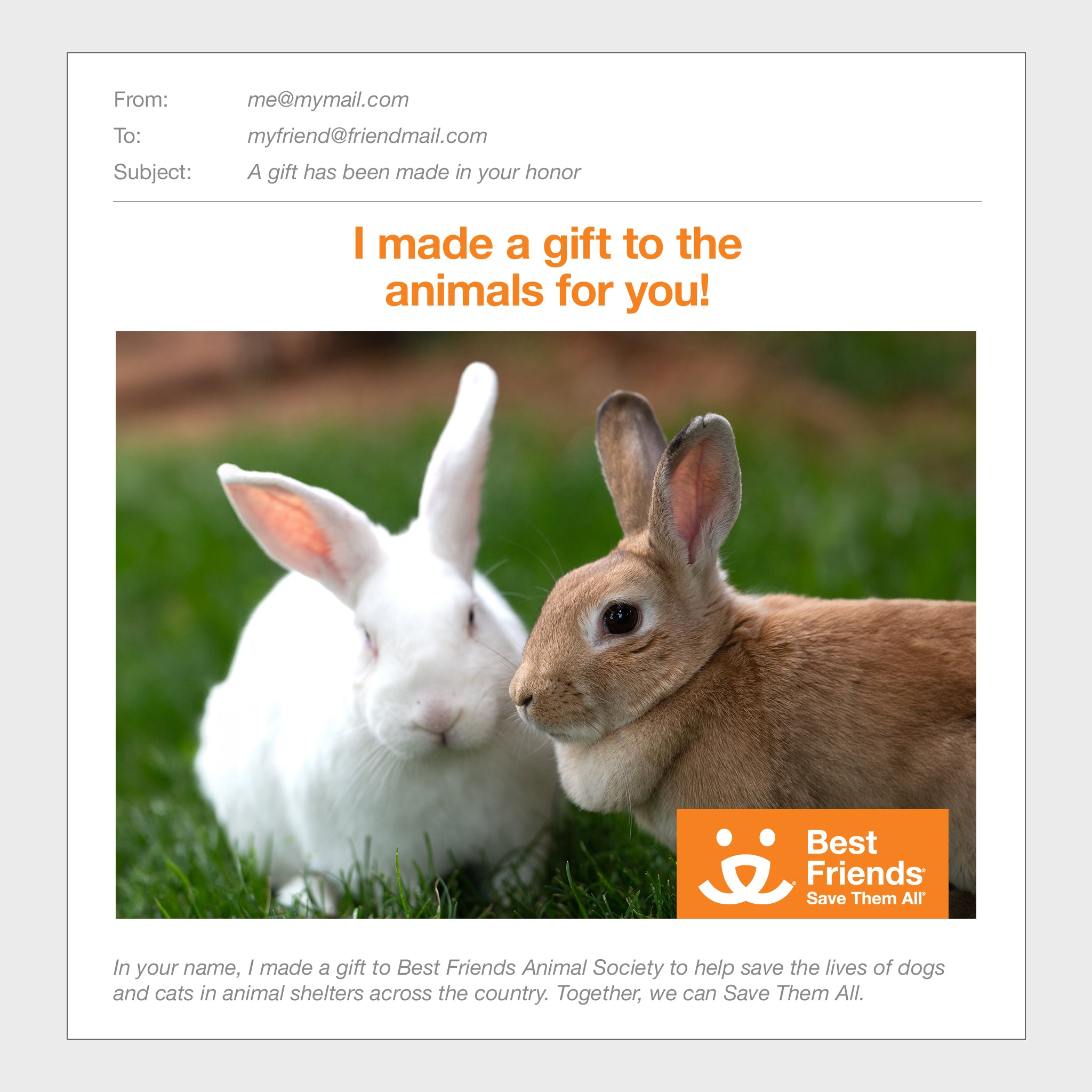 Baby Bunnies Rabbit Rescue Shelter Near Me Pet Rabbits Bunny