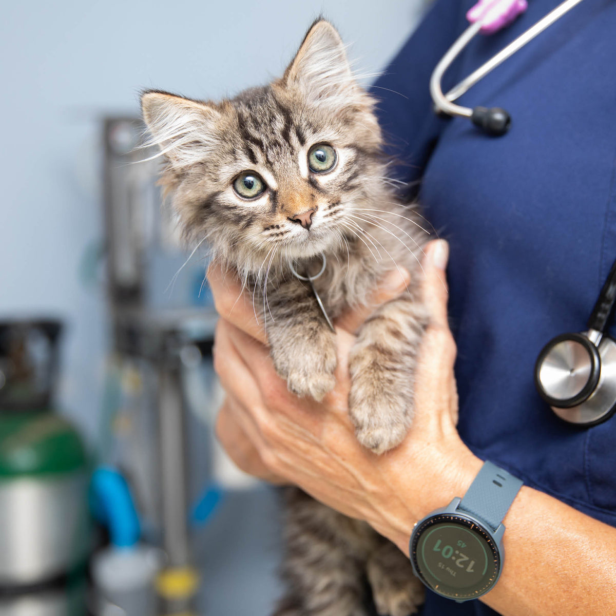 Gift Catalog: Expert Medical Care – Best Friends Store