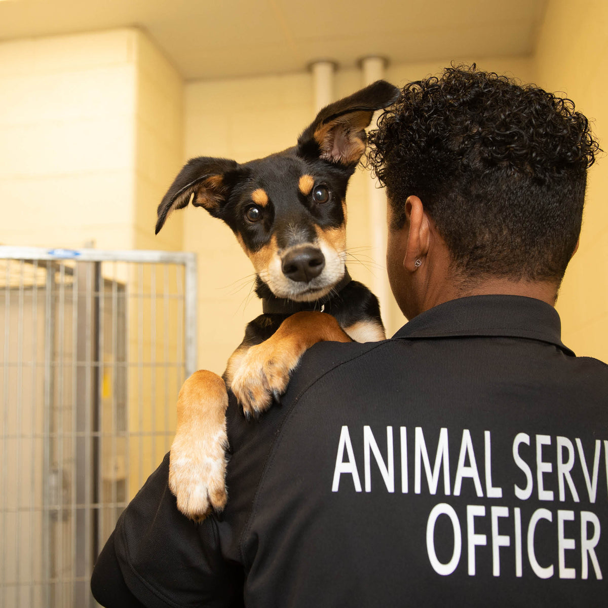 Helping A Shelter Achieve No-Kill Package – Best Friends Store