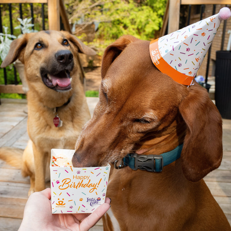 Penny celebrating her 3rd birthday with best friend Kona!