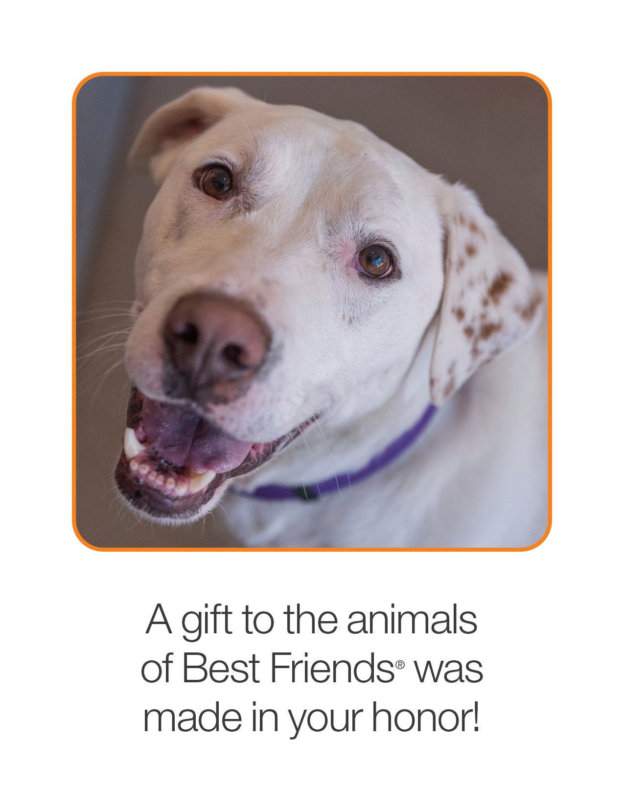 quotes about dogs being best friends