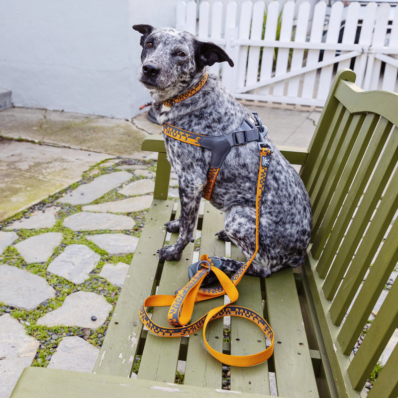 Gigdet, 38 lbs, wearing size MD