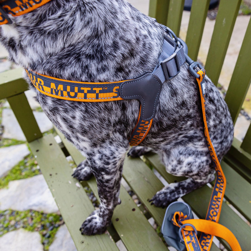 Gigdet, 38 lbs, wearing size MD