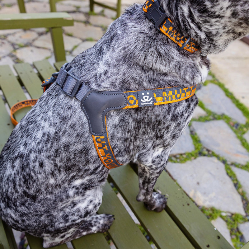 Gigdet, 38 lbs, wearing size MD