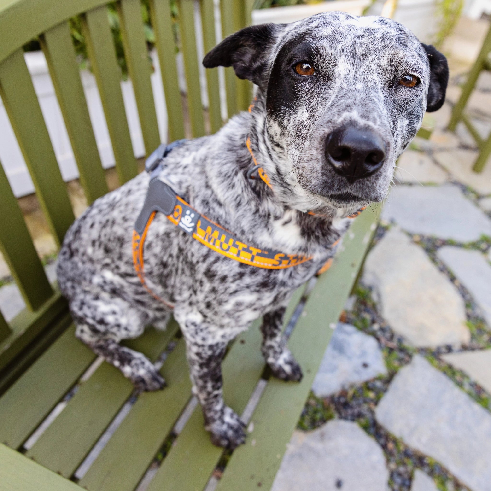 Comfort Harness Best Friends Store