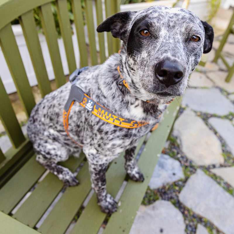 Gigdet, 38 lbs, wearing size MD