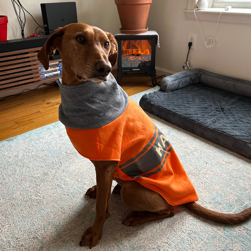 Penny, 47 lbs, wearing size XL