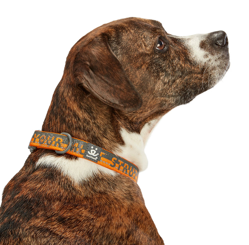 Dog model is wearing size LG