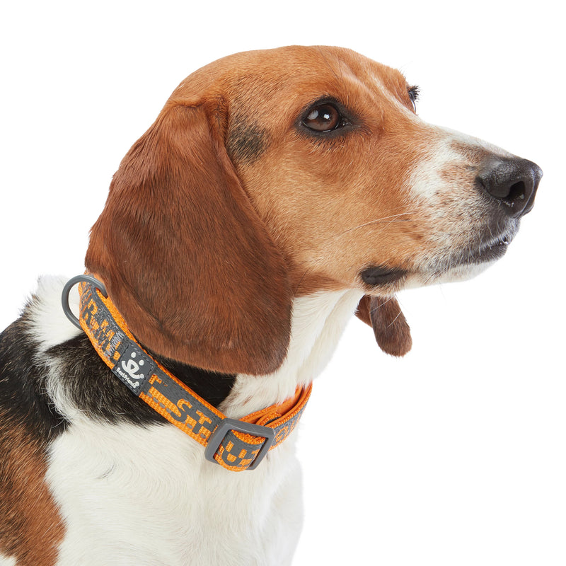 Dog model is wearing size MD