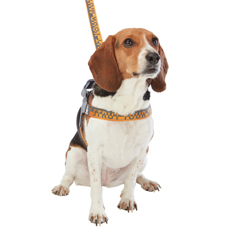 Dog model is wearing size MD