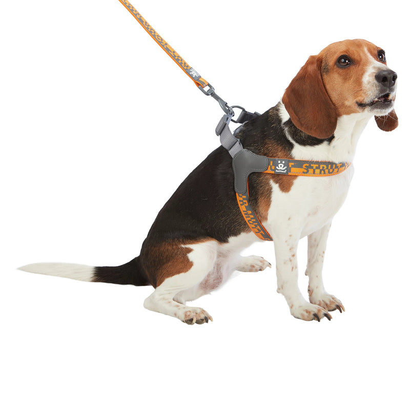 Dog model is wearing size MD