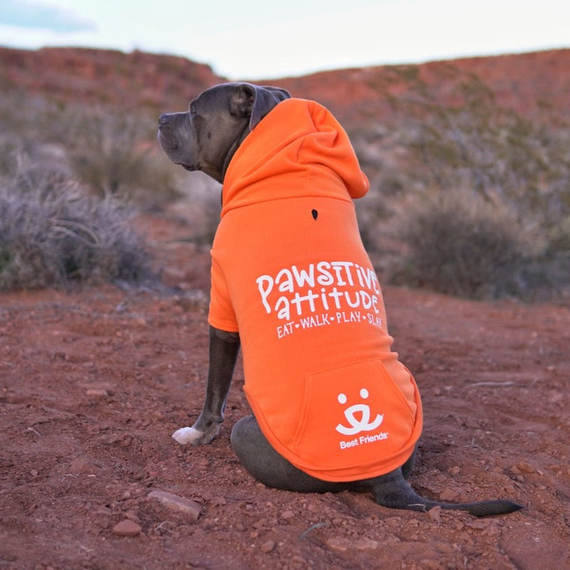 Duke (@duke.thebluepit), wearing size XL