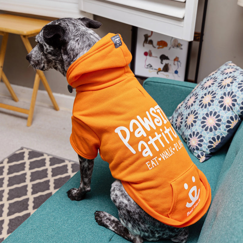 Gidget, 38 lbs, wearing size LG