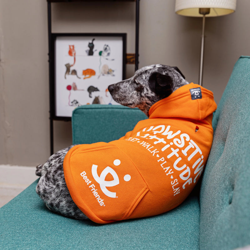 Gidget, 38 lbs, wearing size LG