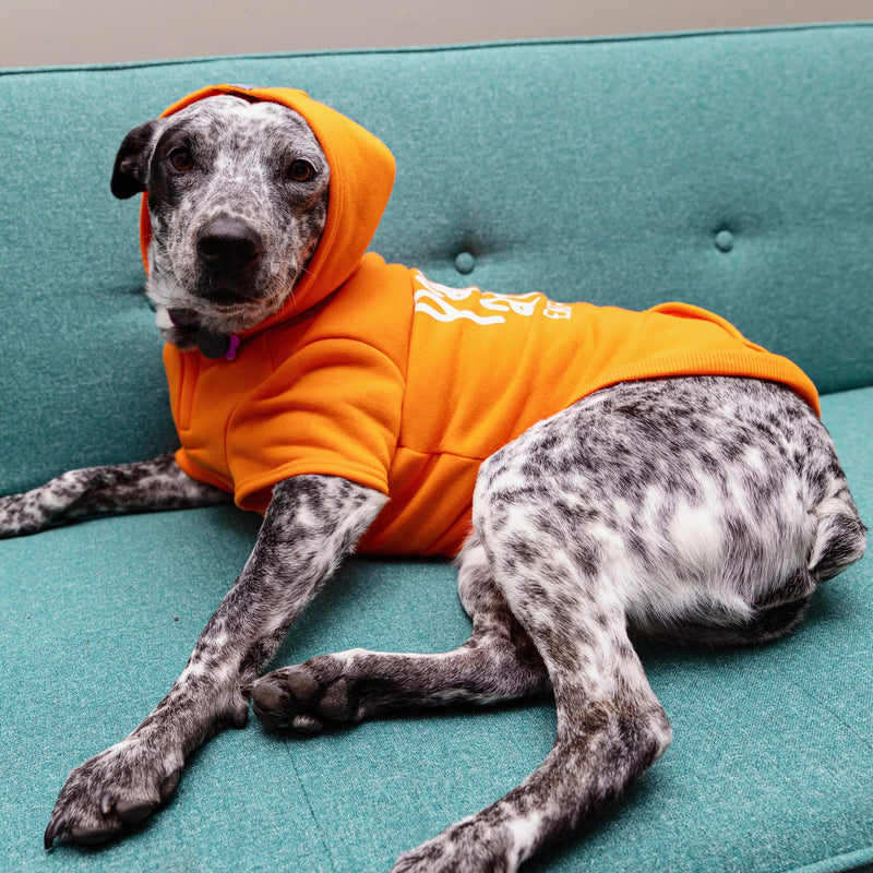 Gidget, 38 lbs, wearing size LG