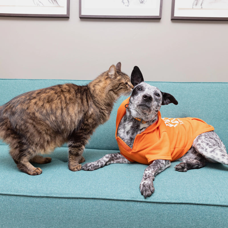 Gidget, 38 lbs, wearing size LG