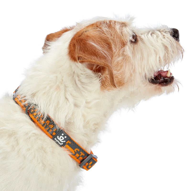 Dog model is wearing size SM