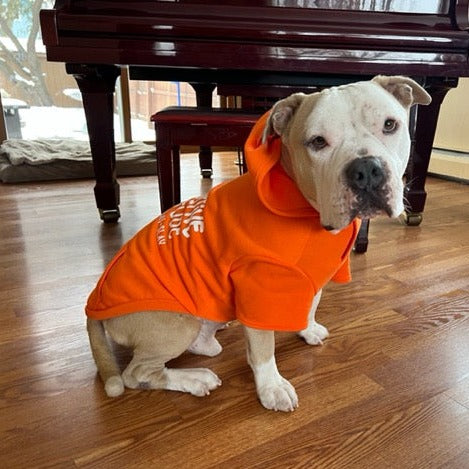 Bobo, 70 lbs, wearing size XL